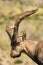 Ibex in the Sierra de Gredos