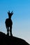 Ibex in silhouette looks far in the sky