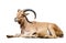 Ibex Spanish. Isolated over white