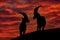 Ibex sunset in Alps. Animals silhouettes with orange evening sunset in the Alps. Alpine Ibex, Capra ibex, animals in nature