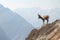 ibex surveying its territory from high cliff, with distant mountains in the background