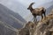 ibex surveying the valley below from its perch on a cliffside