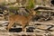 Ibex swarm up mountains