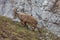 Ibex walking on a meadow with rock wall background, Dolomites, Italy