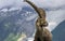 Ibex in the wild. Alps. France.