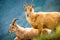 Ibex wild animal and mountain fauna, Gran Paradiso italian Alps, Italy