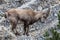 Ibexes in a cliff of the Vercors, Alps, France