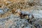 Ibexes in a cliff of the Vercors, Alps, France