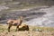 Ibexes on the Himalaya Mountains