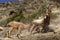 Ibexes on the Himalayas Mountains