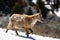 Ibexes running in the snow, Grand Veymont, Vercors, France