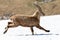 Ibexes running in the snow, Grand Veymont, Vercors, France