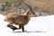 Ibexes running in the snow, Grand Veymont, Vercors, France