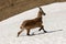 Ibexes running in the snow, Grand Veymont, Vercors, France