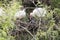 Ibis Bird Feeding Baby Chicks