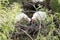 Ibis Bird Feeding Chick