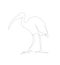 Ibis bird line art illustration. Unusual species single line. wildlife vector. Cambodia animals.