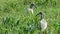 Ibis in Bolivia, south America.