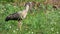 Ibis in Bolivia, south America.