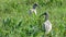 Ibis in Bolivia, south America.