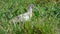 Ibis in Bolivia, south America.