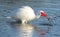 Ibis Catch, Fort DeSoto Park, Pinellas, Florida