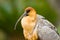 Ibis close-up head detail