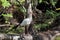 An Ibis in Corkscrew Swamp Florida standing on a tree trunk