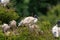 Ibis creating a nest in a tree