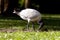 Ibis feeding