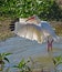 An Ibis flexes it`s wings. A large and varied number of birds make lake Morton a home.