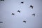 Ibis in Flight with a Gray Sky