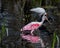 An Ibis, Heron and Spoonbill walk into a swamp.....