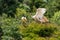 Ibis jostling for position in a tree