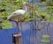 Ibis and Lily Pads