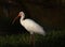 Ibis Looking Left at the Villas at Casa Celeste, Seminole, FL