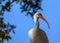 Ibis Portrait, Lake Seminole Park, Florida