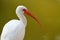 Ibis in profile green background