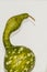 Ibis Profile Imitation by Green Gourd