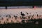 Ibis Silhouette in Water at Sunset