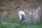 Ibis standing lakeside.