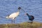 Ibis and Swamphen