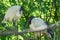 Ibis Threskiornithidae a large bird with black and white plumage and a long black beak. A couple of birds sitting on a tree