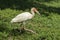 Ibis walks in grass.