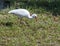 Ibis wetland bird