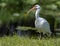 Ibis wetland bird