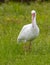 Ibis wetland bird