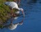 Ibis wetland bird