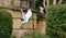 Ibis - White Bird Soaring Above a Vibrant Green Landscape