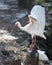 Ibis White Ibis bird stock photos. White Ibis bird spread wings